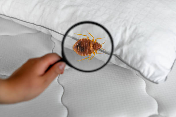 ¿Cómo Saber si Hay Chinches en mi Cama y Cómo Eliminarlas?